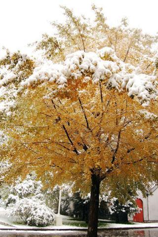 A heavy snow transformed Beijing into a winter wonderland on Oct 31, giving late-night Halloween goers an extra spook. It is the earliest first snow in Beijing in 22 years. [Photo:China.org.cn] 