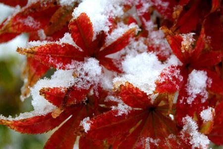 A heavy snow transformed Beijing into a winter wonderland on Oct 31, giving late-night Halloween goers an extra spook. It is the earliest first snow in Beijing in 22 years. [Photo:China.org.cn] 