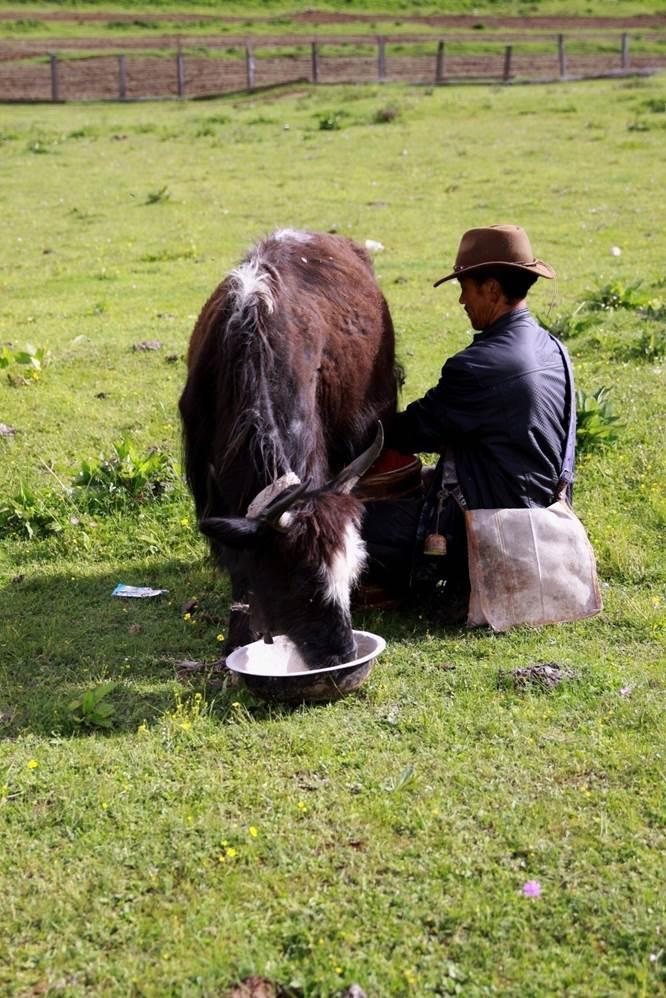 Milking the cows is not?just?about?skills.Dawatro has more than 40 cows,except these two, the others are on the mountains.