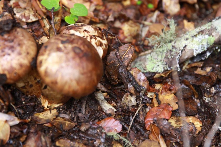 After searching with great patience,he finally found some fresh mushrooms.