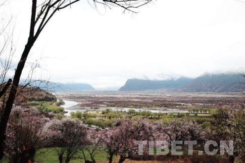 漫山遍野的桃花竞相开放