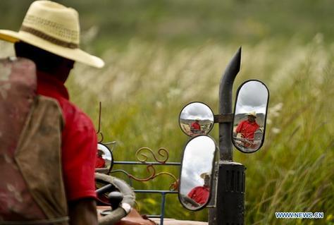 A farmer harvests highland barley and wheat