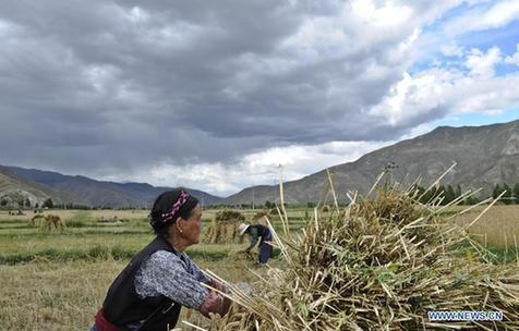 A farmer harvests highland barley and wheat