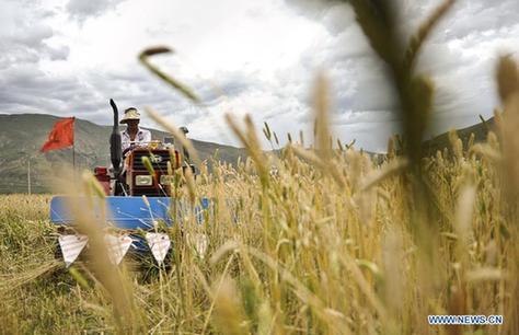 A farmer harvests highland barley and wheat