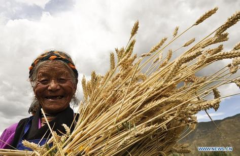 A farmer harvests highland barley and wheat