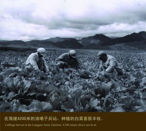 Cabbage harvest at the Langgazi Army Garrison, 4,200 meters above sea level.