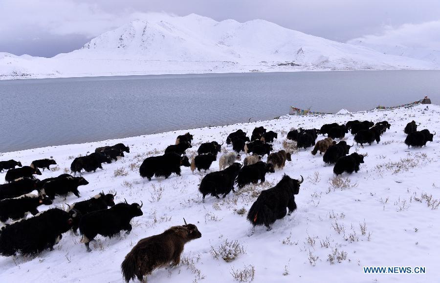 Photo taken on Oct. 31 shows the snow scenery at the Yamdrok Lake in Nagarze County of Shannan Prefecture, southwest China's Tibet Autonomous Region.