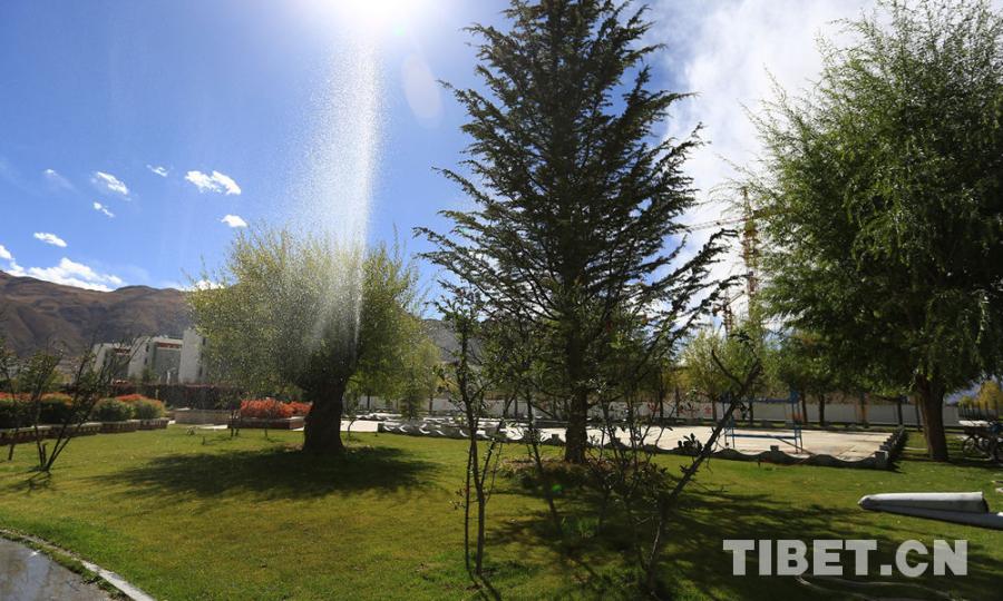 Before you know it, it has already entered into late autumn. Photo shows the campus in the sunshine. [Photo/Yang Yueyun]