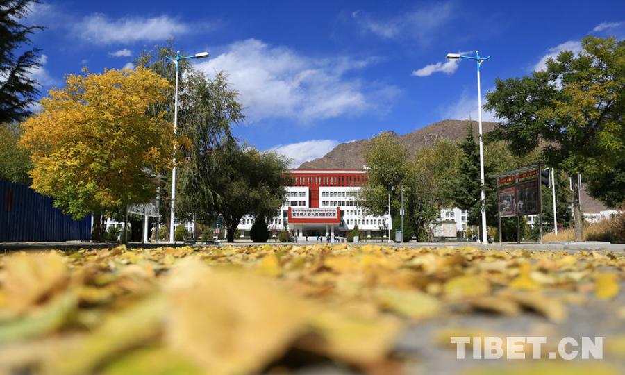 Photo shows the scenery in front of the library. [Photo/Yang Yueyun]