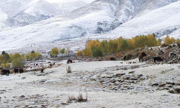 Looking through the golden leaves, passengers can feel that the snow on the mountain is especially white.