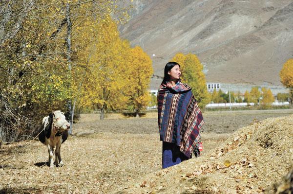 It is especially cold this autumn in Lhasa. Let’s appreciate the season of autumn, and wait for the return of migratory birds.