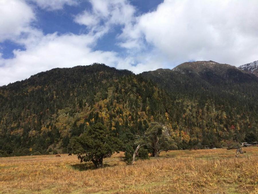 With good climate and abundant natural resources, Tibet Nanyigou has a sea of forests there. Photo shows the scenery of Nanyigou, at Milin County of Nyingchi, southwest China’s Tibet Autonomous Region.