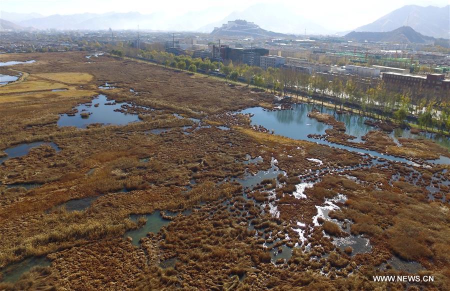 Photo taken on Nov. 13, 2015 shows the scenery of Lhalu wetland on the northwest outskirts of Lhasa, capital of southwest China