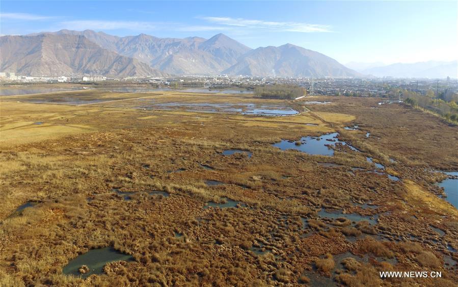 Photo taken on Nov. 13, 2015 shows the scenery of Lhalu wetland on the northwest outskirts of Lhasa, capital of southwest China