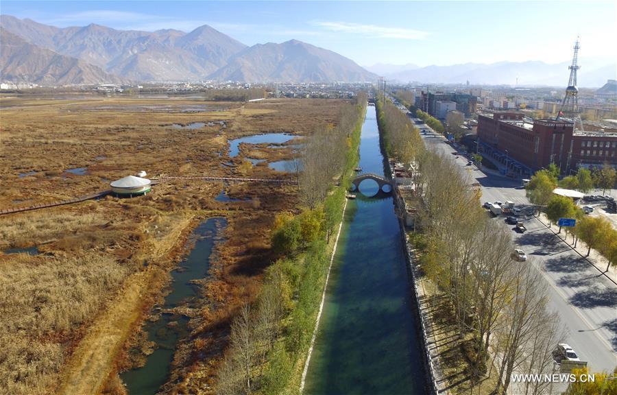 Photo taken on Nov. 13, 2015 shows the scenery of Lhalu wetland on the northwest outskirts of Lhasa, capital of southwest China