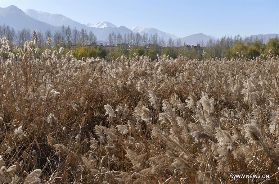 Photo taken on Nov. 13, 2015 shows the scenery of Lhalu wetland on the northwest outskirts of Lhasa, capital of southwest China