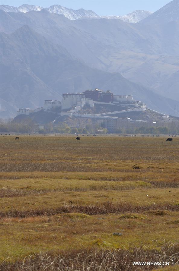 Photo taken on Nov. 13, 2015 shows the scenery of Lhalu wetland on the northwest outskirts of Lhasa, capital of southwest China