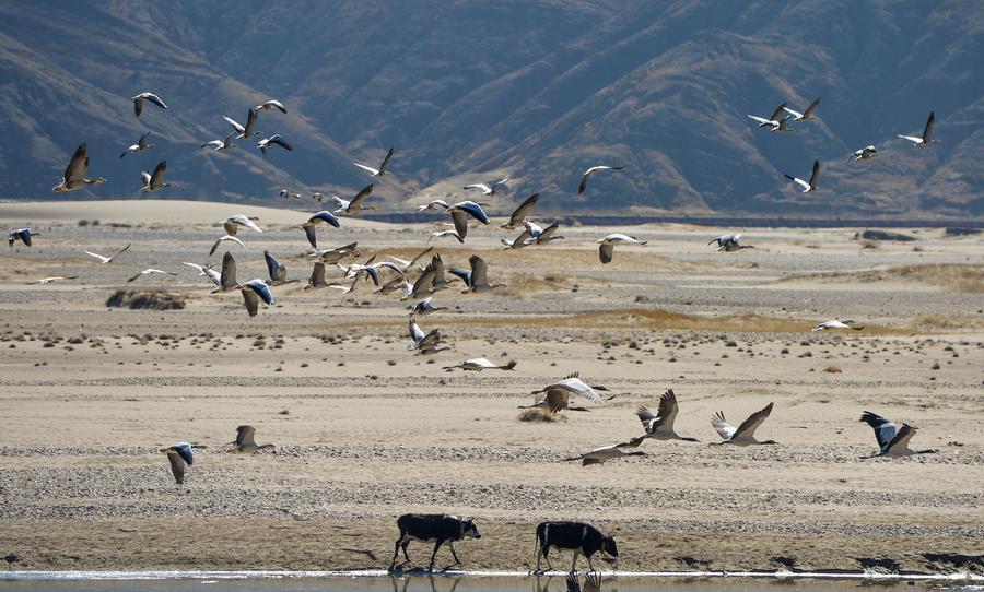 Black-necked cranes seen along Yarlung Zangbo River