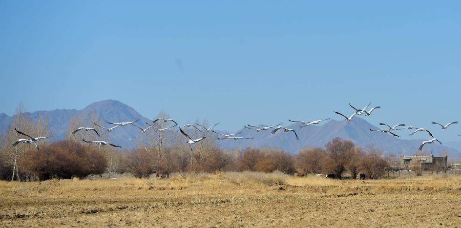 A group of black-necked cranes walk along a bank of the Yarlung Zangbo River in Tibet autonomous region, Nov 22, 2015. Tibet has made great efforts in recent years to protect habitats for local species. As living conditions of the black-necked crane have significantly improved, a good number fly to the river valley area of Tibet to spend the winter. The black-necked crane, which is peculiar to the plateau area and is also an endangered species, is under the first grade of state protection.[Photo/Xinhua]