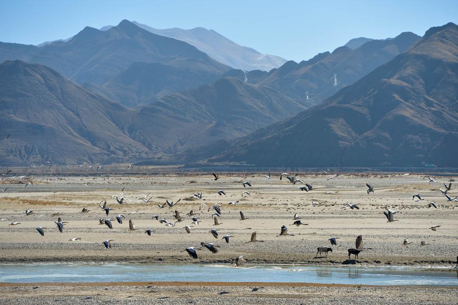 A group of black-necked cranes walk along a bank of the Yarlung Zangbo River in Tibet autonomous region, Nov 22, 2015. Tibet has made great efforts in recent years to protect habitats for local species. As living conditions of the black-necked crane have significantly improved, a good number fly to the river valley area of Tibet to spend the winter. The black-necked crane, which is peculiar to the plateau area and is also an endangered species, is under the first grade of state protection.[Photo/Xinhua]