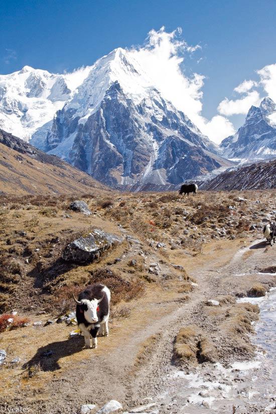 Grazing yaks are a common sight along the trail【Photo: Kyle Yeates】 One of the hardest decisions I made in Kathmandu was to not trek to the Qomolangma base camp. I had already seen the famed mountain from the plane, and had heard accounts from fellow travelers that the beauty of the trek was only matched by its crowds.