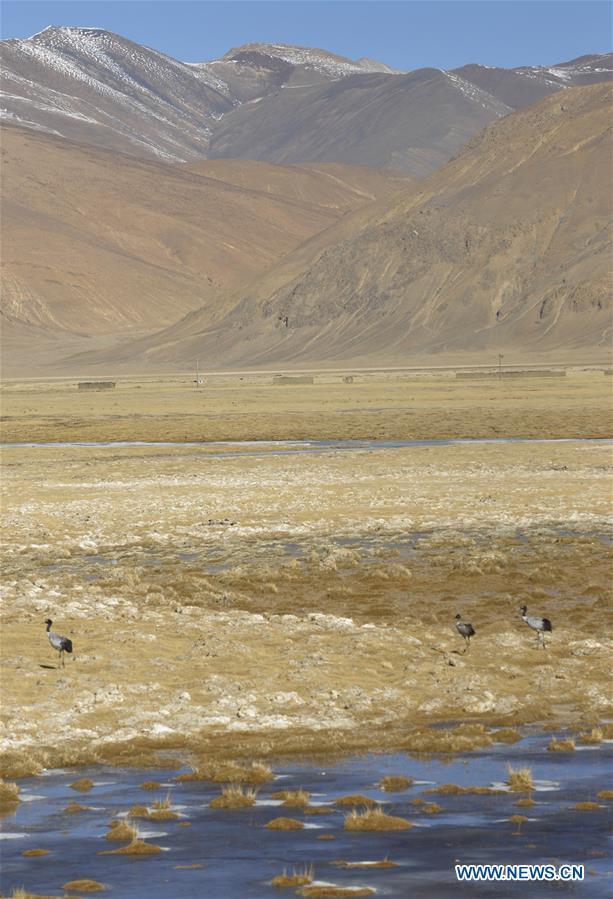 Photo taken on Nov. 21, 2015 shows black-necked cranes along the Pumqu River in Tingri County, southwest China