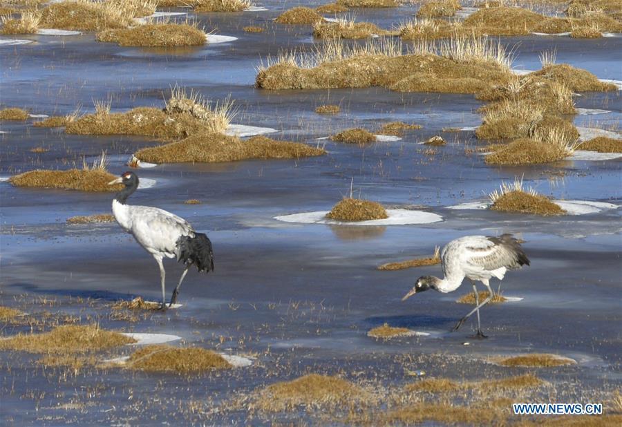 Photo taken on Nov. 21, 2015 shows black-necked cranes along the Pumqu River in Tingri County, southwest China