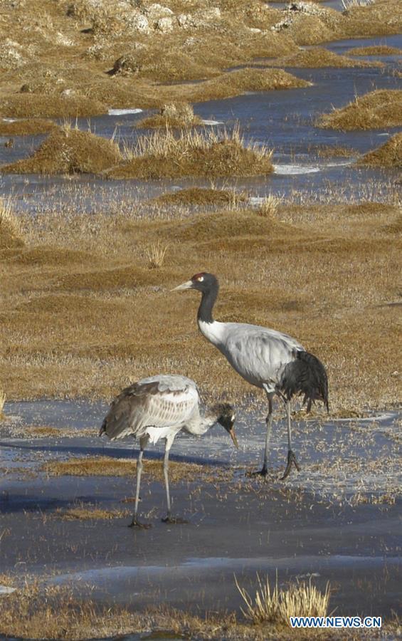 Photo taken on Nov. 18, 2015 shows black-necked cranes along the Pumqu river in Tingri County, southwest China