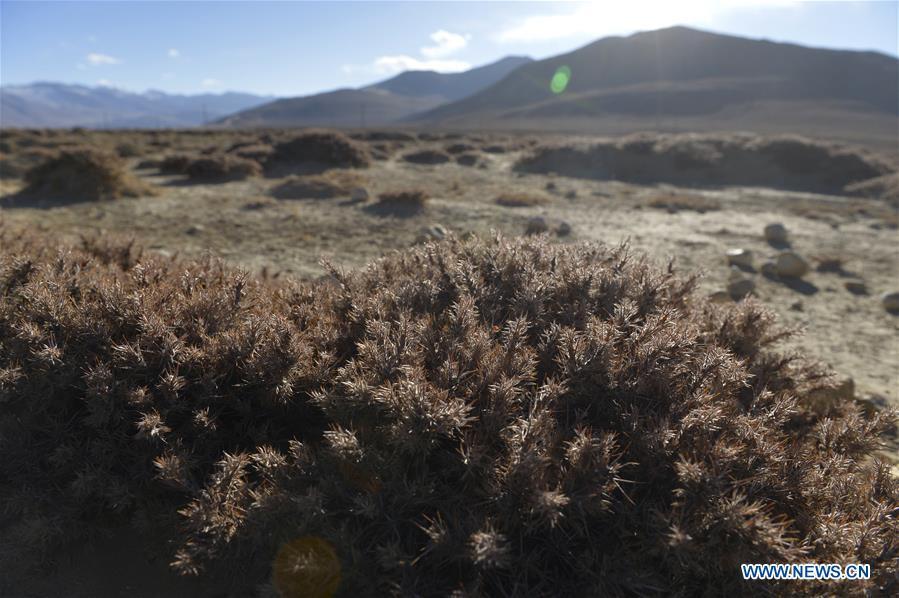 Photo taken on Nov. 18, 2015 shows caragana at a desertification recovery area in Tingri County, southwest China