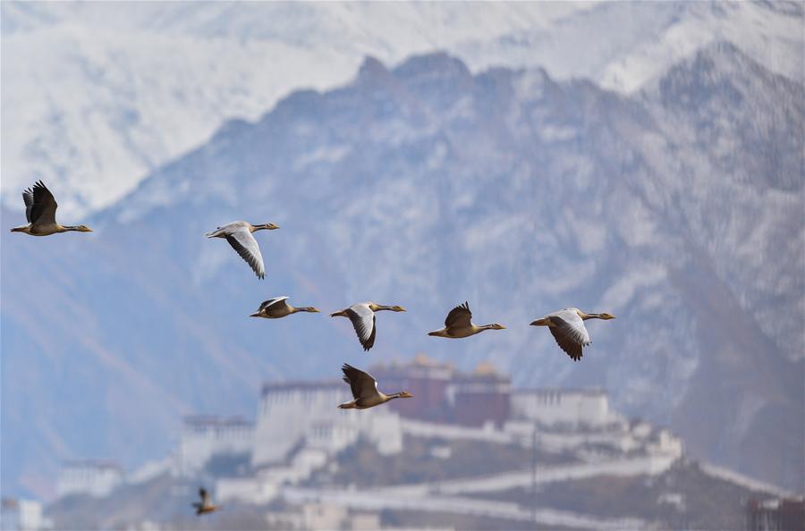 On December 3, 2015, Lhasa, the capital of Tibet Autonomous Region, has embraced its first snowfall since the winter of this year. Photo taken on December 3, 2015 shows that several bar-headed gooses are flying over the snowy Lhasa.[Photo/Phurbu Tashi]