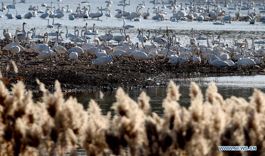 Whooper swans are seen at a wetland in Sanmenxia City, central China