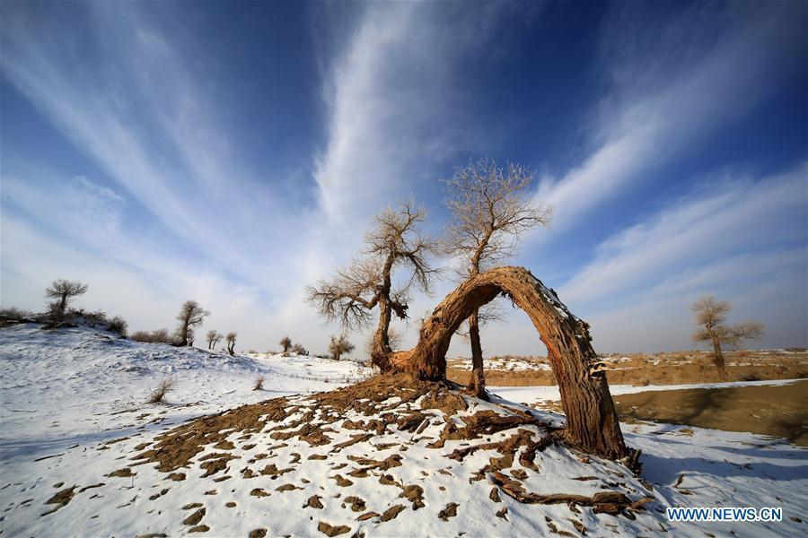 Photo taken on Dec. 22, 2014 shows the populus euphratica, commonly known as desert poplar, in Luntai County, Mongolian Autonomous Prefecture of Bayingolin, northwest China