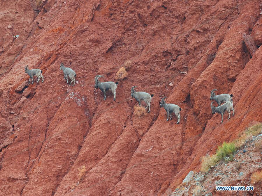 Siberian ibexes seeks for food at the Tomur Feng natural reserve in Aksu, northwest China