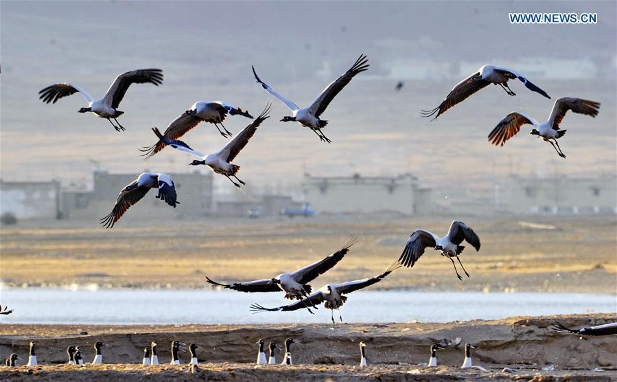 Black-necked cranes are seen in Lhunzhub County of Lhasa, southwest China