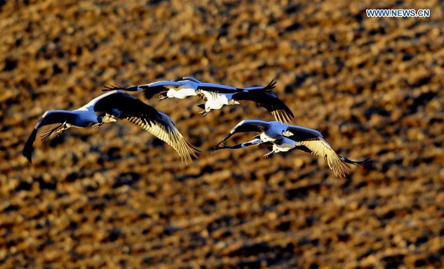 The number of black-necked cranes, a first-level state protected bird, has kept rising to over 8,000 in the past years thanks to a series of protection measures taken in Tibet.