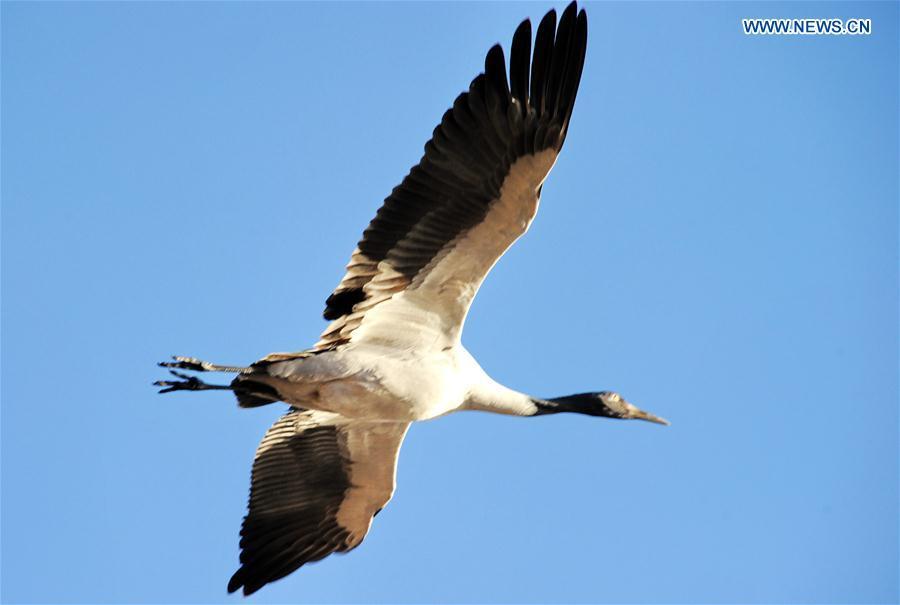 The number of black-necked cranes, a first-level state protected bird, has kept rising to over 8,000 in the past years thanks to a series of protection measures taken in Tibet.