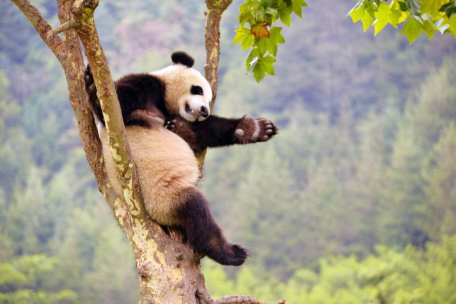 A panda tries a different sleep posture in Wenchuan of Sichuan on Aug 26, 2015. (Photo  source: Xinhua)