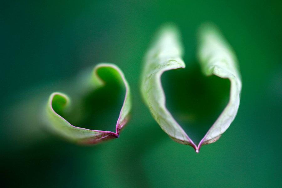 A shot of heart-shaped lotus leaves in Huai