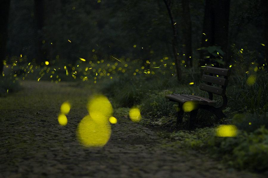 Fireflies fly in the woods of Nanjing of Jiangsu province on Jul 16, 2015. (Photo  source: Xinhua)