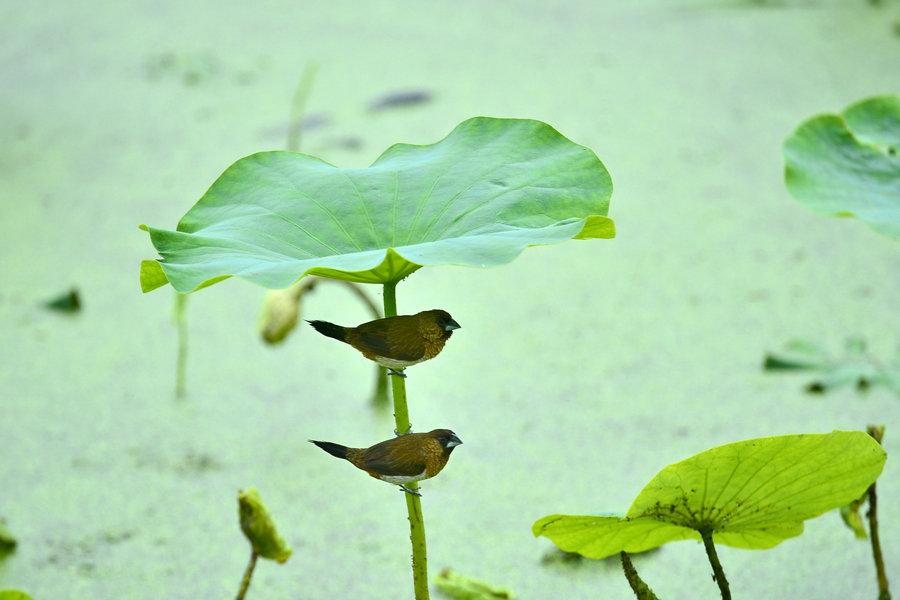 Two birds hide from rain under a lotus leaf in Enshi Tujia and Miao Autonomous Prefecture of Hubei province on May 30, 2015. (Photo  source: Xinhua)