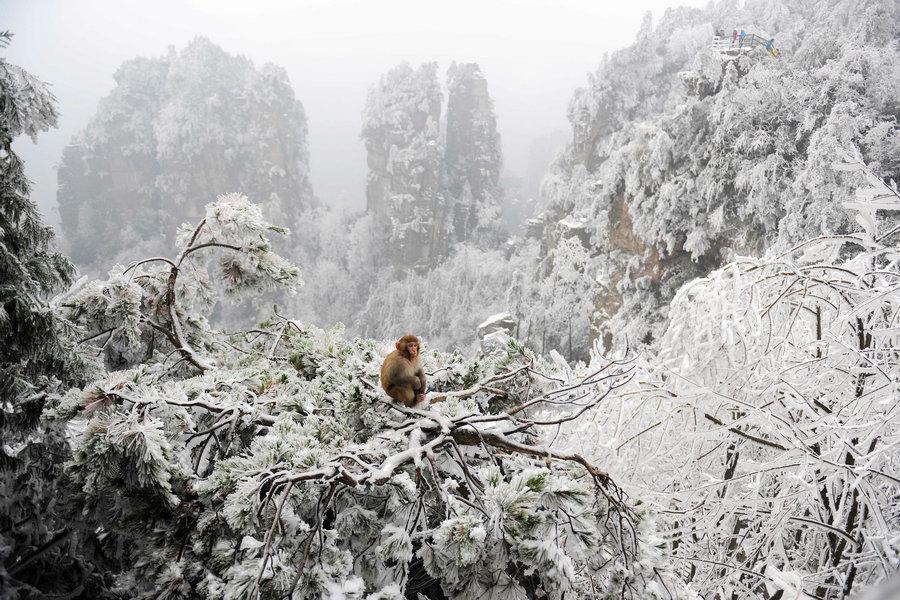 A monkey sits on top of a tree after snow at the Wulingyuan Scenic Area of Hunan on Feb 3, 2015. (Photo  source: Xinhua)