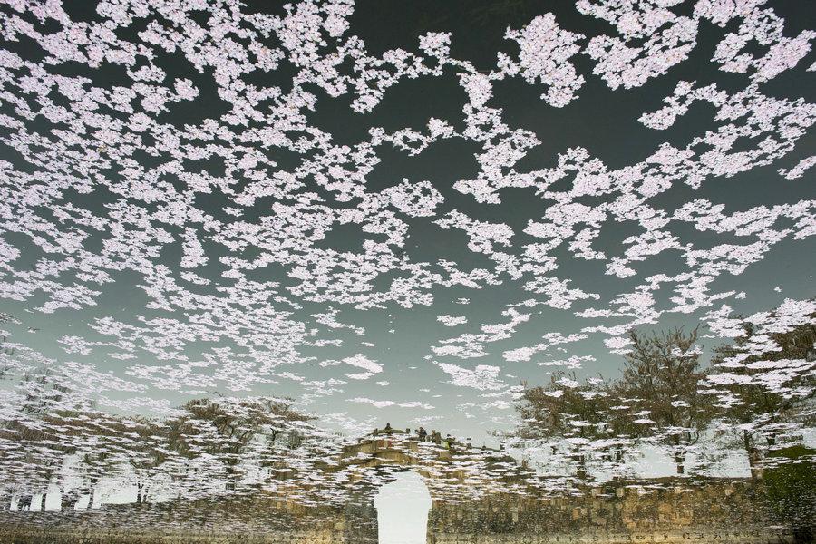 An upside down shot of the reflection of a bridge and cherry blossom petals on the Taihu Lake in Jiangsu province on Apr 2, 2015. (Photo  source: Xinhua)