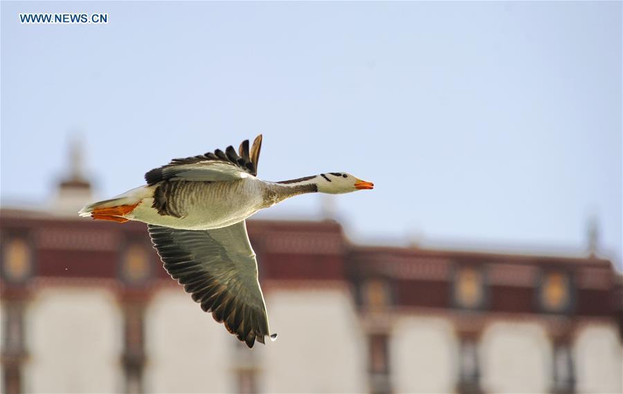 A bar-headed goose is seen in Longwangtan Park of Lhasa, southwest China