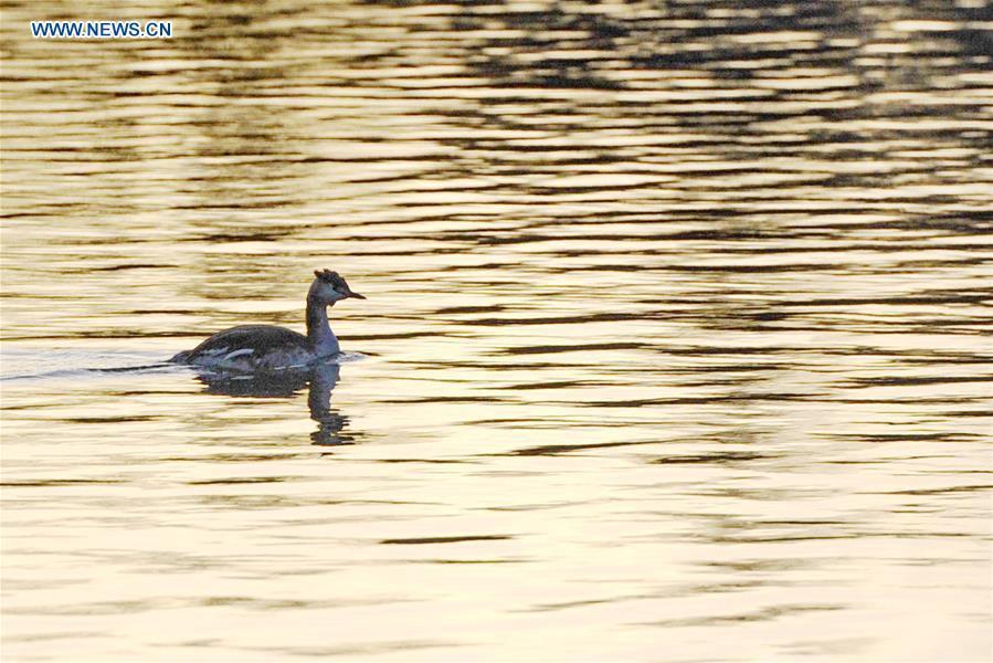 A great crested grebe is seen in Longwangtan Park of Lhasa, southwest China
