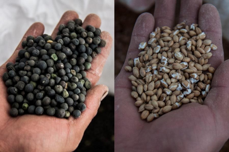 Peas of Rinbung County is famous for bigness and fullness.  Photo shows the peas (left) and highland barley (right) purchased.