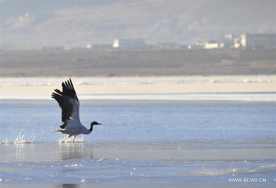 A black-necked crane is seen at the state-level protection zone in Lhunzhub County, southwest China