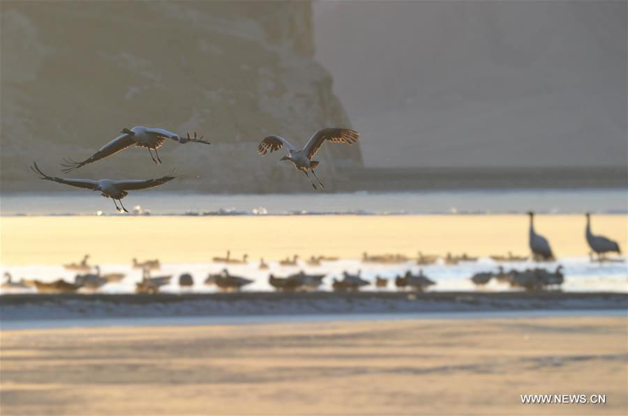 Black-necked cranes are seen at the state-level protection zone in Lhunzhub County, southwest China