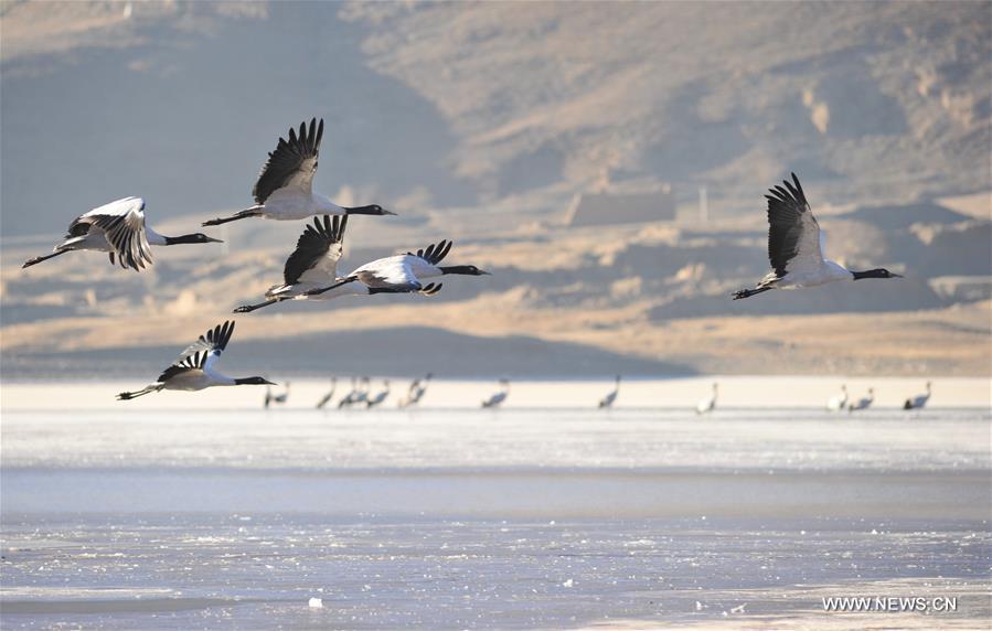 Black-necked cranes are seen at the state-level protection zone in Lhunzhub County, southwest China