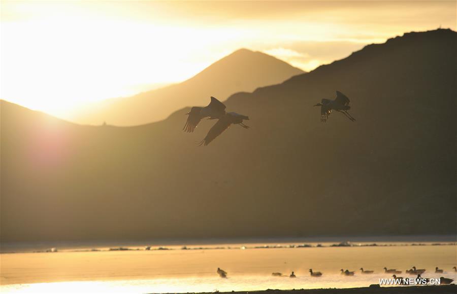 Black-necked cranes are seen at the state-level protection zone in Lhunzhub County, southwest China