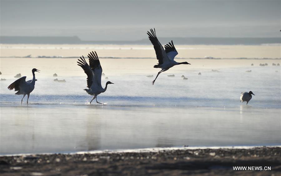 Black-necked cranes are seen at the state-level protection zone in Lhunzhub County, southwest China